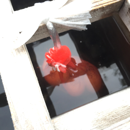 image54